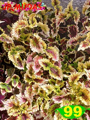 Coleus 99