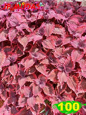 Coleus 100