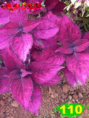 Coleus 110