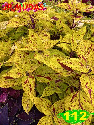 Coleus 112