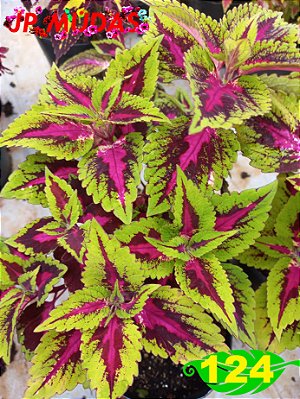 Coleus 124