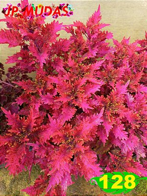 Coleus 128