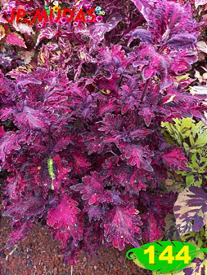 Coleus 144