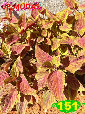 Coleus 151