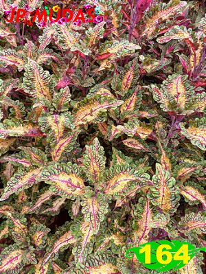 Coleus 164