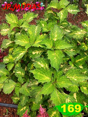 Coleus 169
