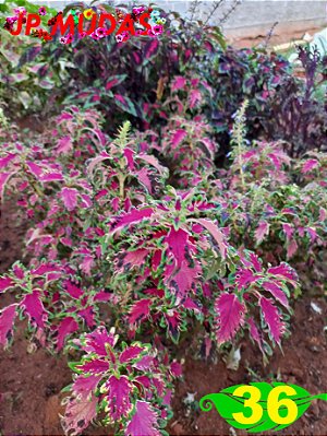 Coleus 36