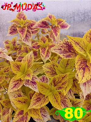 Coleus 80