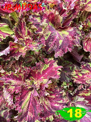 Coleus 18
