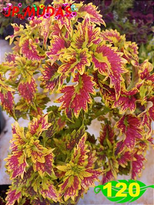 Coleus 120
