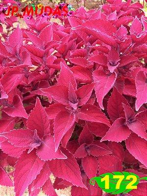 Coleus 172