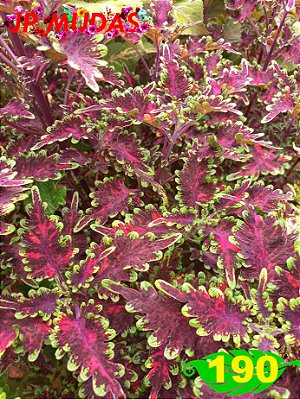 Coleus 190