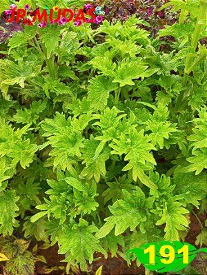 Coleus 191