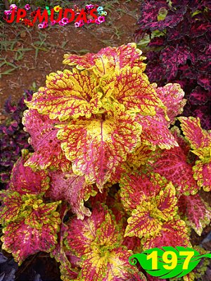 Coleus 197