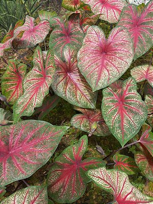 Caladium 2