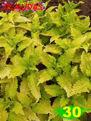Coleus 30