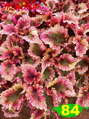 Coleus 84