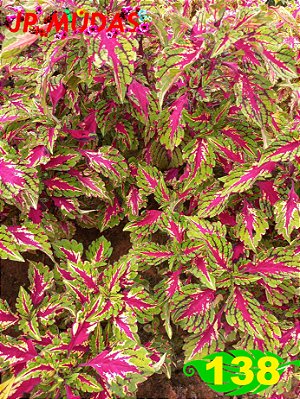 Coleus 138