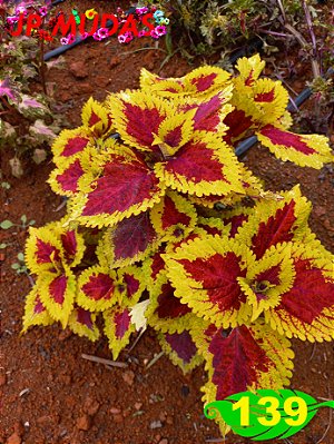 Coleus 139