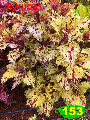 Coleus 153