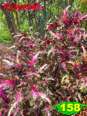 Coleus 158