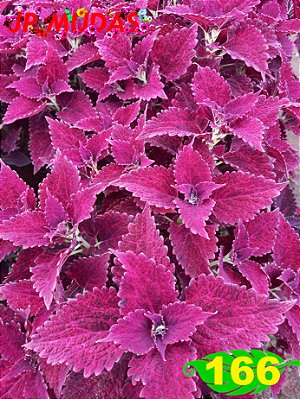 Coleus 166
