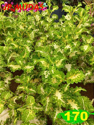 Coleus 170