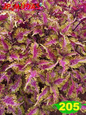 coleus 205