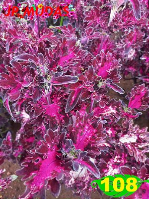 coleus 108