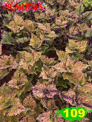 coleus 109