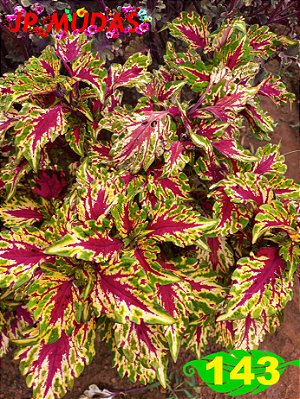 coleus 143