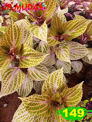 coleus 149