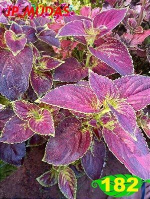 coleus 182