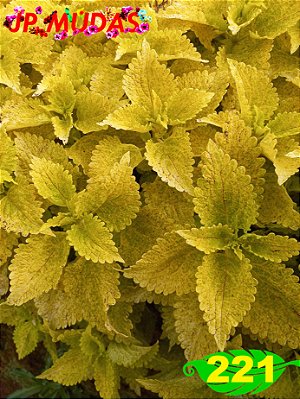 Coleus 221