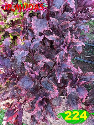 Coleus 224