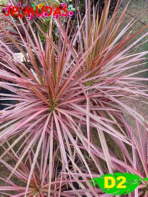 dracena tricolor