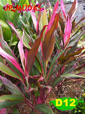 dracena pena de indio de folha larga