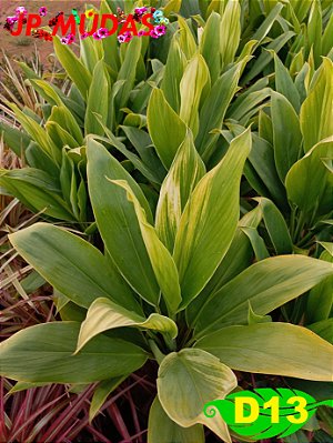 dracena cordiyline alba