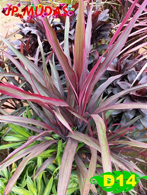 dracena pena de indio