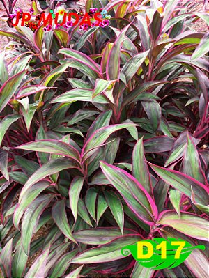 dracena coydelyne baby