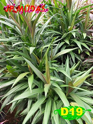 dracena poa verde
