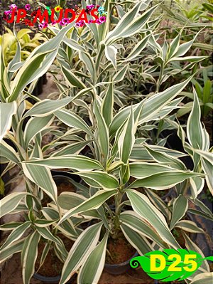 dracena sanderiana bambu da sorte verde e branco