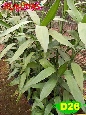 dracena sanderiana bambu da sorte verde