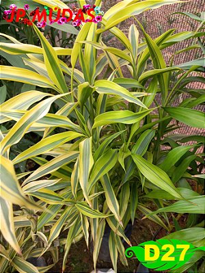 dracena sanderiana bambu da sorte verde e amarelo
