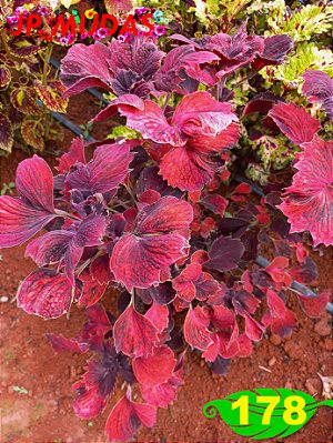 coleus 178