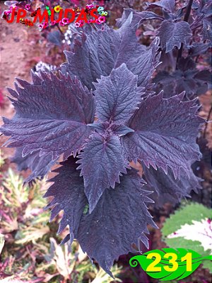 Coleus 231