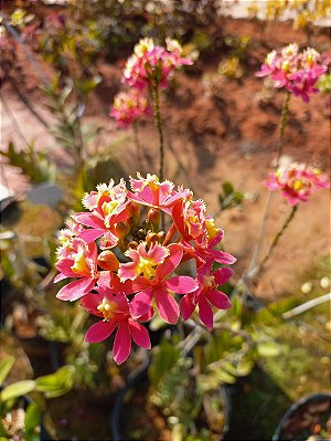 Orquidea epidendrun rosa mesclada E4