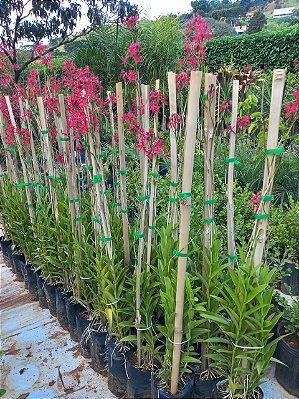 orquidea epidendrum vermelha adulta kit com 4