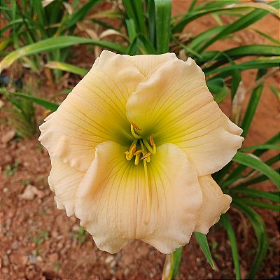 Lírio são José L34