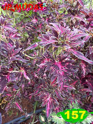 Coleus 157